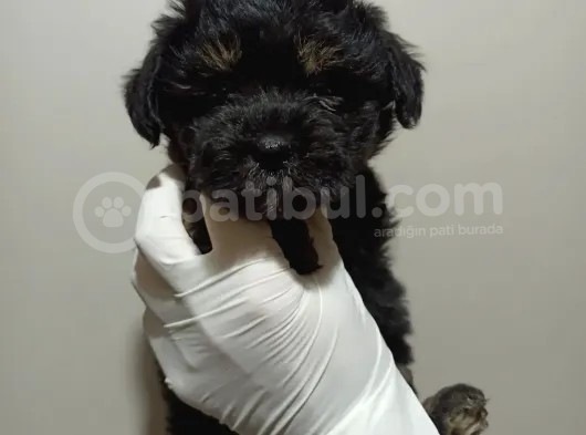 Dişi Phantom Toypoodle Yavrumuz