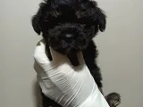 Dişi Phantom Toypoodle Yavrumuz
