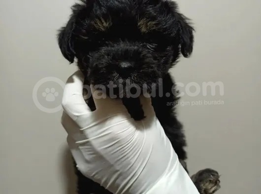 Dişi Phantom Toypoodle Yavrumuz görsel