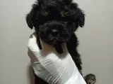 Dişi Phantom Toypoodle Yavrumuz