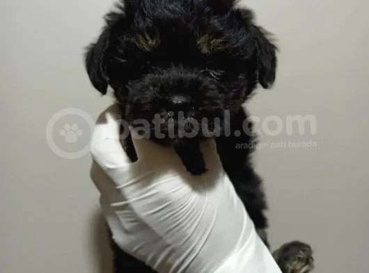 Dişi Phantom Toypoodle Yavrumuz görsel