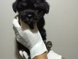 Dişi Phantom Toypoodle Yavrumuz