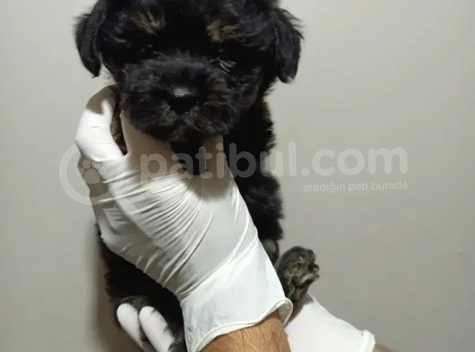 Dişi Phantom Toypoodle Yavrumuz görsel