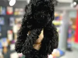 Üst Düzey Kalite, Kıvırcık Tüye Sahip Black Toy Poodle