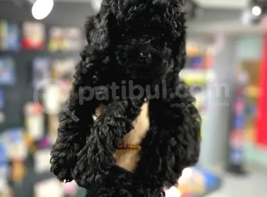Üst Düzey Kalite, Kıvırcık Tüye Sahip Black Toy Poodle görsel