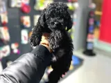 Üst Düzey Kalite, Kıvırcık Tüye Sahip Black Toy Poodle