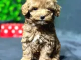 Erkek Teacup Toypoodle Yavrumuz