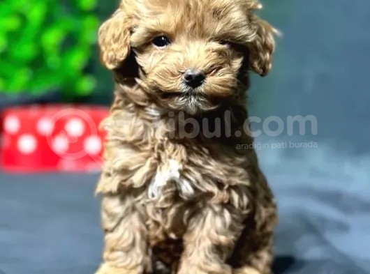Erkek Teacup Toypoodle Yavrumuz görsel