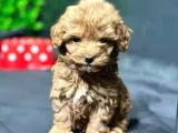 Erkek Teacup Toypoodle Yavrumuz