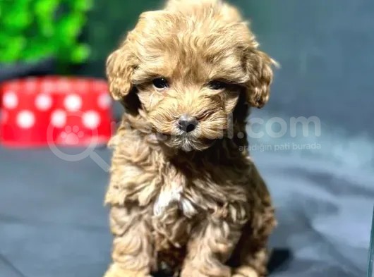 Erkek Teacup Toypoodle Yavrumuz görsel