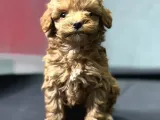 Erkek Teacup ToyPoodle yavrumuz