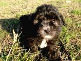 Morkie Cinsi Yavrular 