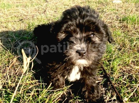Morkie Cinsi Yavrular  görsel
