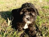 Morkie Cinsi Yavrular 