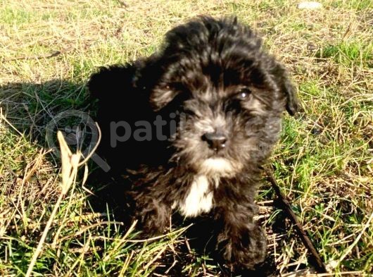 Morkie Cinsi Yavrular 