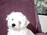 Maltesse Terrier Cinsi Güzel Yavrular 
