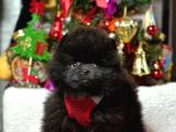 Safkan Pomeranian Boo Yavrularımız