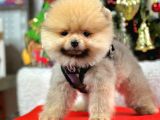 Safkan Pomeranian Boo Yavrularımız