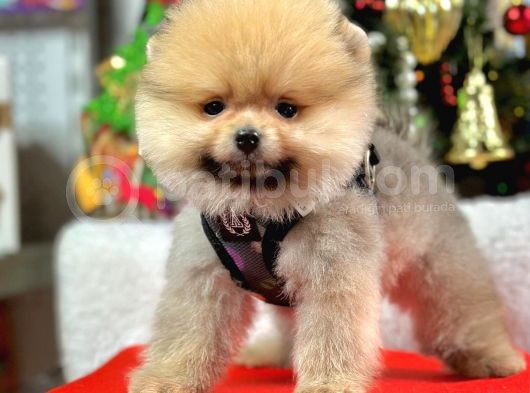 Safkan Pomeranian Boo Yavrularımız görsel