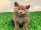 2 Aylik Safkan Orji̇nal Bri̇ti̇sh Shorthai̇r Yavrularimiz
