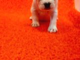 Üst Kali̇te French Bulldog Yavrularii