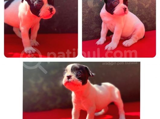 Üst Kali̇te French Bulldog Yavrularii görsel