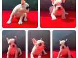 Üst Kali̇te French Bulldog Yavrularii
