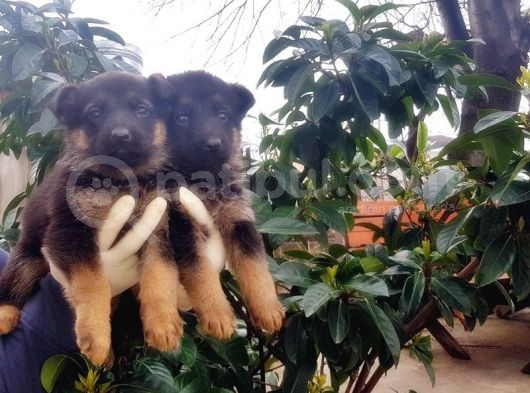 Alman Çoban Köpeği̇ Yavrular görsel