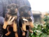 Alman Çoban Köpeği̇ Yavrular
