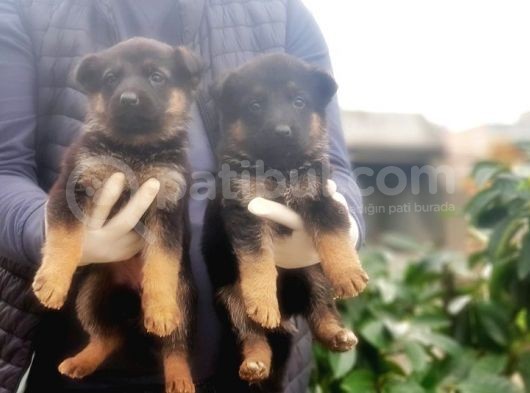 Alman Çoban Köpeği̇ Yavrular görsel