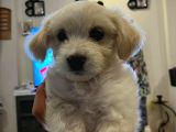 Güzeller Güzeli̇ Malti̇poo Yavrulari