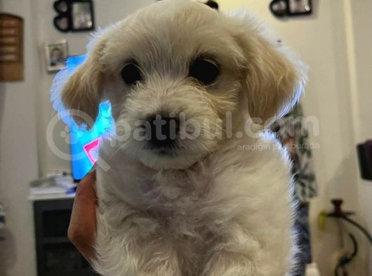 Güzeller Güzeli̇ Malti̇poo Yavrulari görsel