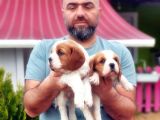 Cavali̇er Ki̇ng Charles Yavrusu