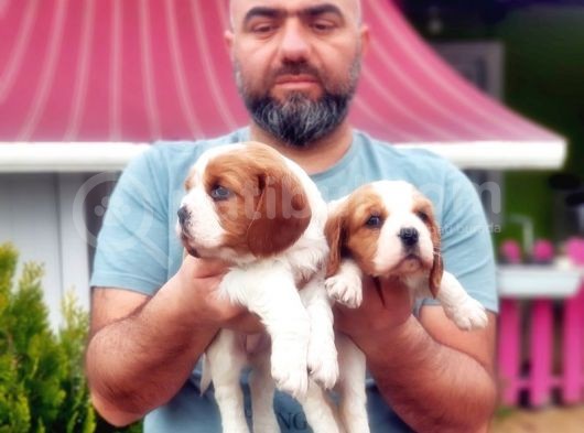 Cavali̇er Ki̇ng Charles Yavrusu görsel