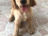 Sevimli Cocker Yavruları