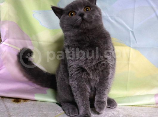 Blue Renk Dişi Yavru