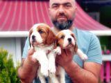 Cavali̇er Ki̇ng Charles Yavrusu