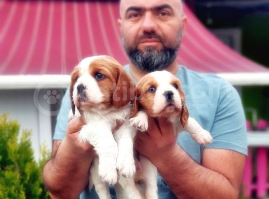 Cavali̇er Ki̇ng Charles Yavrusu görsel