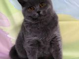 Blue Renk Dişi Yavru