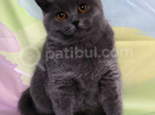 Blue Renk Dişi Yavru görsel