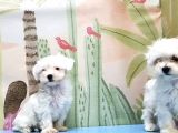 Maltese Terri̇er Yavrusu