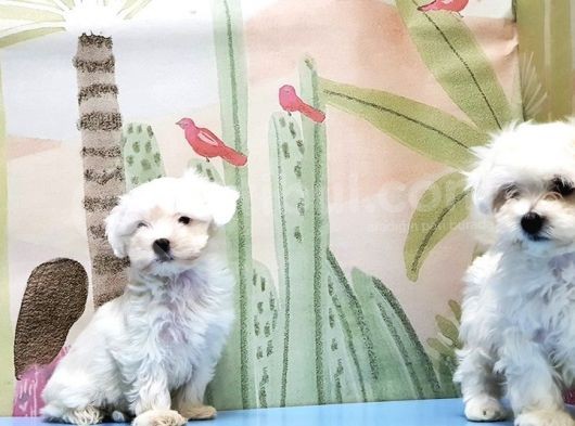 Maltese Terri̇er Yavrusu görsel