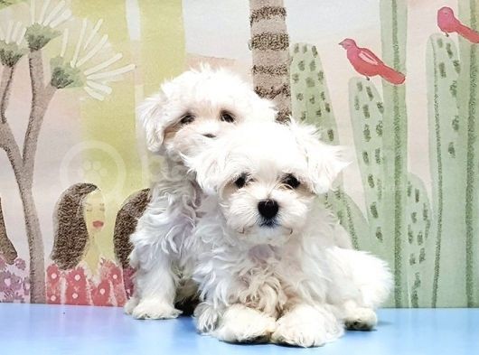 Maltese Terri̇er Yavrusu görsel