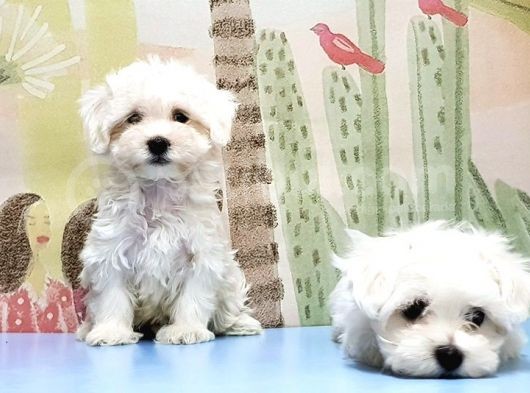 Maltese Terri̇er Yavrusu görsel