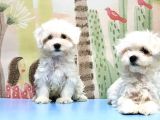 Maltese Terri̇er Yavrusu