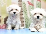 Maltese Terri̇er Yavrusu