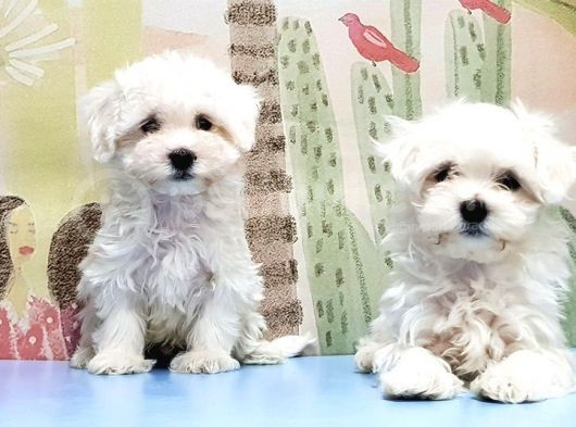 Maltese Terri̇er Yavrusu