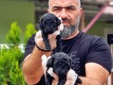 Toy Poodle Yavrusu