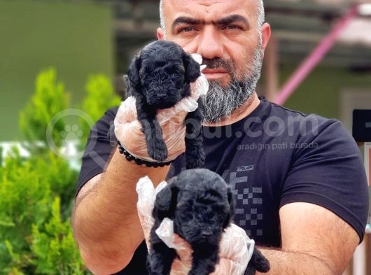 Toy Poodle Yavrusu görsel