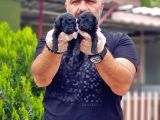 Toy Poodle Yavrusu